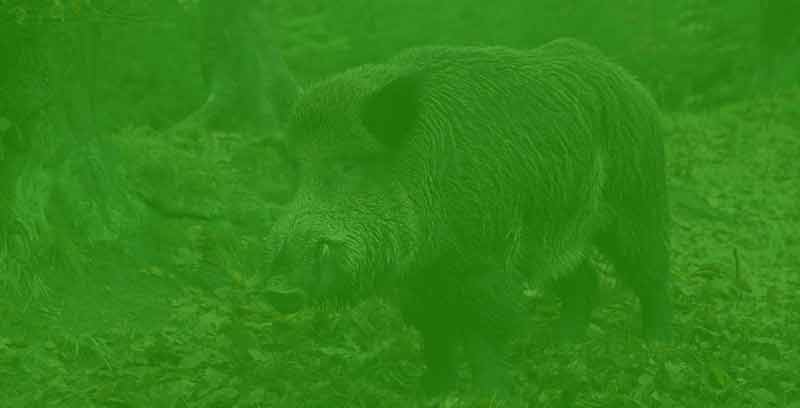 wildschwein_filter