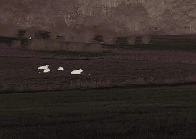 BIld Luchs Kuh 250 Meter