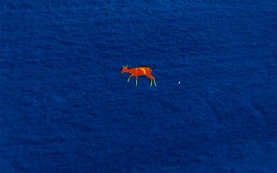 Tierbeobachtung mithilfe einer Nachtsichtkamera