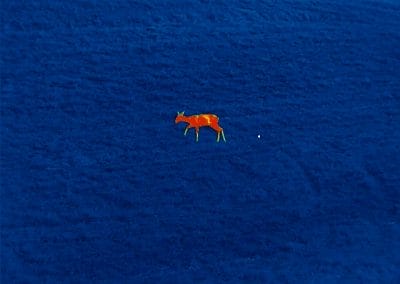 Bild Luchs Reh 80 MEter