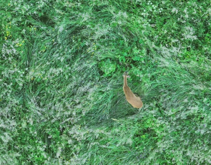 Drohne Wärmebildkamera