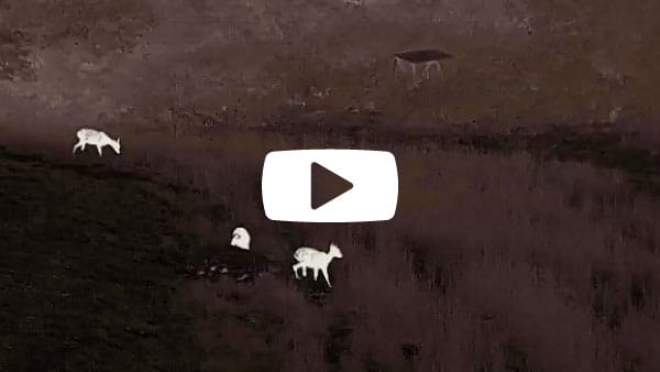 Liemke-Luchs-1_VideoTitelbild Liemke-Luchs-1_VideoTitelbild