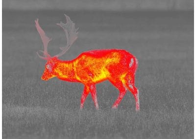 Aufnahme Pulsar Helion 2 XP50 PRO Hot-Red