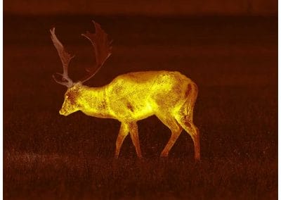 Aufnahme Pulsar Helion 2 XP50 PRO Sepia